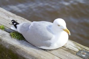 seagull whitby 1 sm.jpg